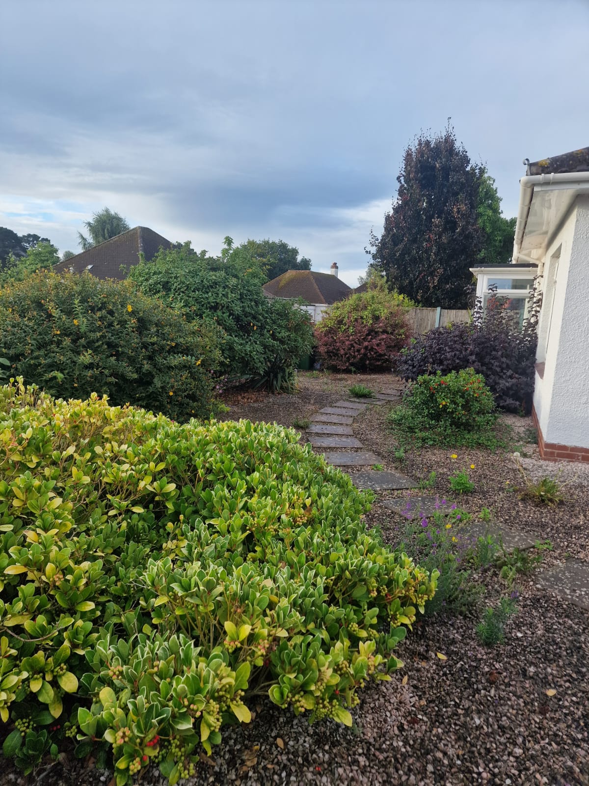 Garden before professional cleanup and restoration